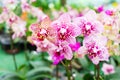 Beautiful stem of vibrant purple and pink colored orchid flowers Royalty Free Stock Photo