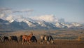 Beautiful steppe autumn landscape with wild horses in the field. A herd of different horses is grazing in a dry meadow Royalty Free Stock Photo