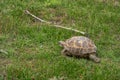 Beautiful steppe tortoise on green grass in steppe.