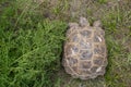 Beautiful steppe tortoise on green grass in steppe.