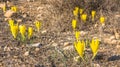 Beautiful Sternbergia clusiana wild flower in full bloom