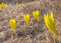 Beautiful Sternbergia clusiana wild flower in full bloom