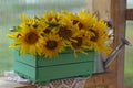 Beautiful still life with bunch of sunflowers in wooden box and watering can. Royalty Free Stock Photo