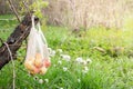 A beautiful still life with ripe apples and branches with white flowers. Zero waste concept Royalty Free Stock Photo