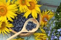 Beautiful still life with sunflowers and blue berry in the garden.