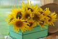 Beautiful still life with sunflowers in the garden.