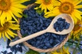 Beautiful still life with sunflowers and blue honeysuckle berry.