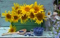 Beautiful still life with sunflowers in wooden box and blue berry in the garden. Royalty Free Stock Photo