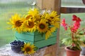 Beautiful still life with sunflowers in wooden box and glass of honey berry. Royalty Free Stock Photo