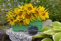 Beautiful still life with sunflowers in wooden box and honey berry in the gaden. Royalty Free Stock Photo