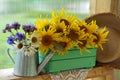 Beautiful still life with sunflowers in wooden box and wildflowers in watering can. Royalty Free Stock Photo