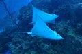 Beautiful stingray Royalty Free Stock Photo