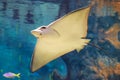 Beautiful stingray Royalty Free Stock Photo