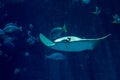 Beautiful stingray swimming inside aquarium