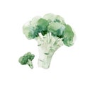 Beautiful stock clip art illustration with hand drawn watercolor tasty broccoli vegetable. Healthy vegan food. Royalty Free Stock Photo