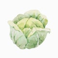 Beautiful vector stock clip art illustration with hand drawn watercolor tasty cabbage vegetable. Healthy vegan food.