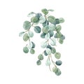 Beautiful stock floral illustration with hand drawn watercolor exotic jungle Hoya Obovata flowers.