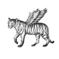 Beautiful stock hand drawn clip art illustration with unusual chimera tiger with wings animal.