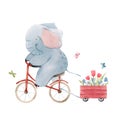 Beautiful stock illustration with cute watercolor baby elephant on bike. Animal with bicycle hand drawn painting.