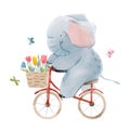 Beautiful stock illustration with cute watercolor baby elephant on bike. Animal with bicycle hand drawn painting. Royalty Free Stock Photo