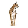 Beautiful stock illustration with hand drawn watercolor forest wild lynx animal. Clip art image.