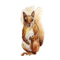 Beautiful stock illustration with hand drawn watercolor forest wild squirrel animal. Clip art image.