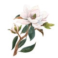 Beautiful stock illustration with hand drawn watercolor gentle white magnolia flowers. Royalty Free Stock Photo