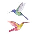 Beautiful stock illustration with two cute watercolor hand drawn hummingbirds. Colibri birds.