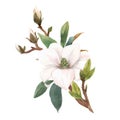 Beautiful stock illustration with hand drawn watercolor gentle white magnolia flowers. Royalty Free Stock Photo