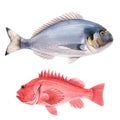 Beautiful stock illustration with watercolor hand drawn sea bass and dorado fish.