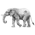 Beautiful stock pencil illustration with safari elephant animal.