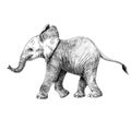 Beautiful stock pencil illustration with safari little baby elephant animal. Royalty Free Stock Photo