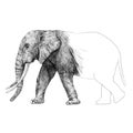 Beautiful stock pencil illustration with safari elephant animal.