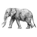 Beautiful stock pencil illustration with safari elephant animal. Royalty Free Stock Photo