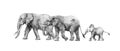 Beautiful stock pencil illustration with safari elephant family. Royalty Free Stock Photo