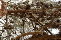 Autumn Tree with Hanging Chestnuts - Perfect for Fall or Nature Stock Photo