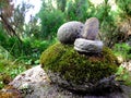 A beautiful stone composition in a backyard park with green poplar trees and moss