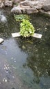 A beautiful stone and leaves in water.