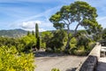 A beautiful stone pine tree at the Castle Hill Park in Nice France Royalty Free Stock Photo