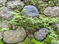 Beautiful stone plants in Bali