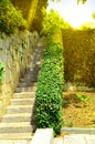 Beautiful stone staircase, steps leading up among the plants and trees in the Park Royalty Free Stock Photo