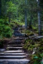 Beautiful stone stairs and path in old conifer summer forest.