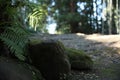 Beautiful stones in moss and fern near pathway in forest