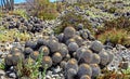 Beautiful stony rocky coastal beach covered with many natural wild cactuses (Copiapoa tenebrosa cinerea) - Chile Royalty Free Stock Photo