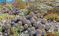 Beautiful stony rocky coastal beach covered with many natural wild cactuses (Copiapoa tenebrosa cinerea) Royalty Free Stock Photo
