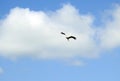 Flying stork bird, Lithuania