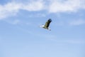 Beautiful stork in flight against the background of blue sky