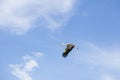 Beautiful stork in flight against the background of blue sky