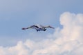 Beautiful stork flying high in the cloudy sky