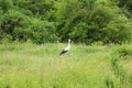 Beautiful stork in green meadow.